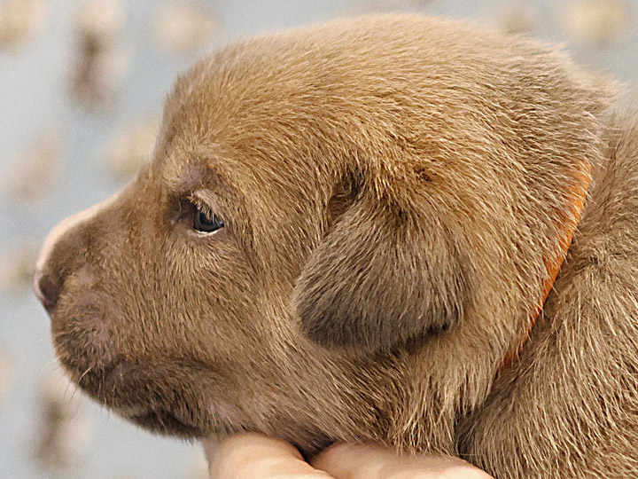 chinook puppy